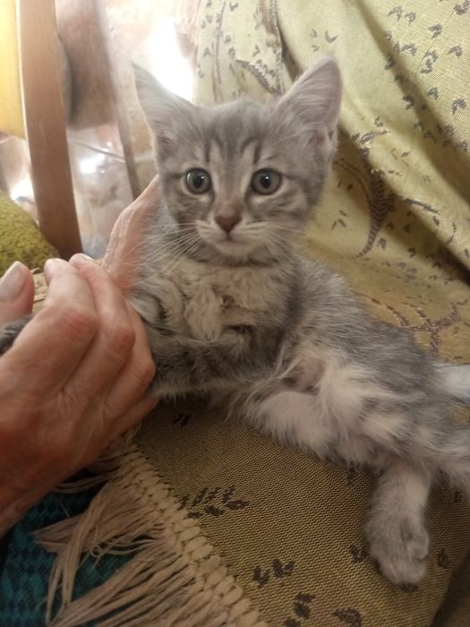 Милые Котята,даром