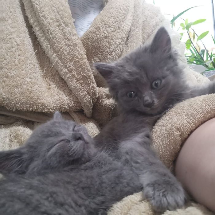 Отдам умных котят
