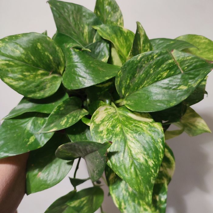 Сциндапсусы и Эпипремнумы