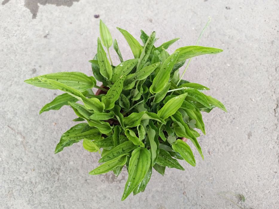 Drimiopsis o'simligi