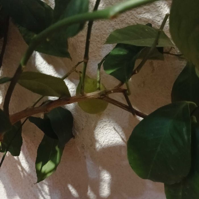 Плододаващо лимоново дърво и шефлера