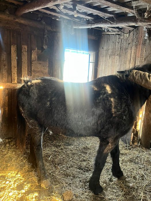 Продам кобылу с откорма
