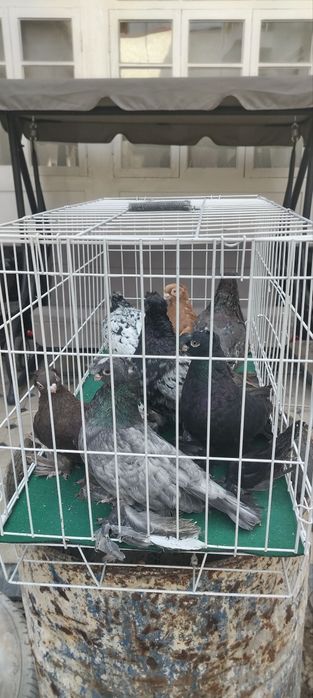 Голуби Двухчубые Продажа