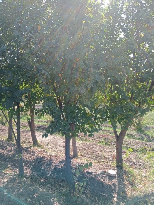 Липа крупномер от4 до 8