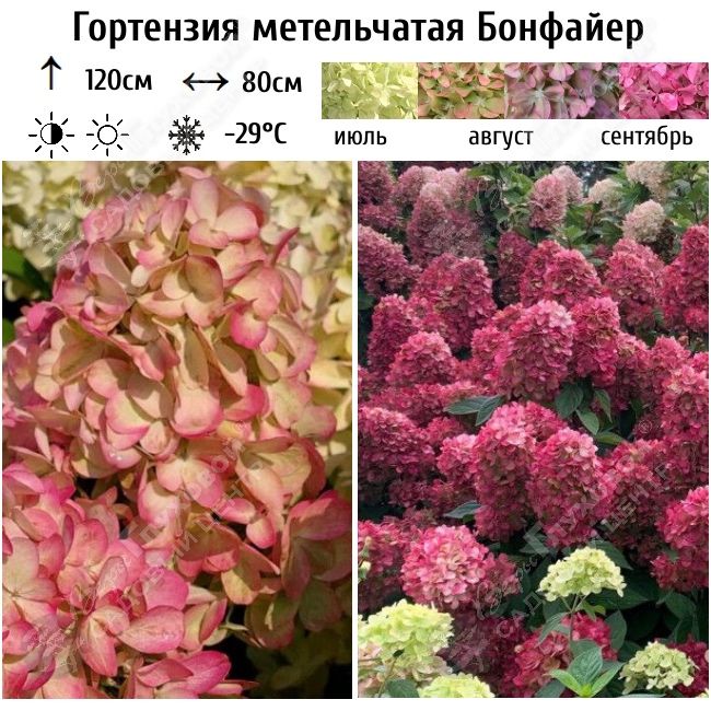 Кровавая Мери Бонфайер  гортензия