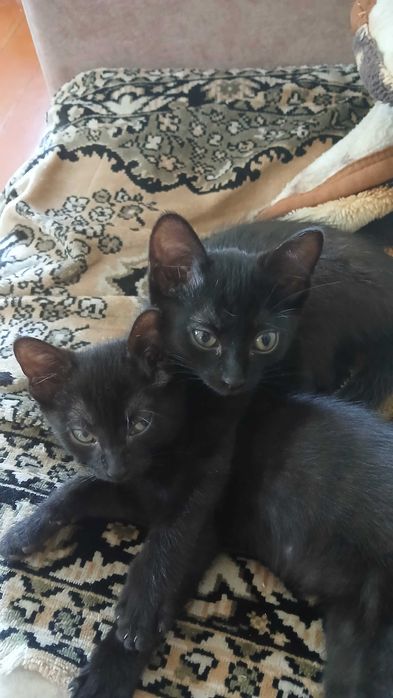 Отдам котят в добрые руки