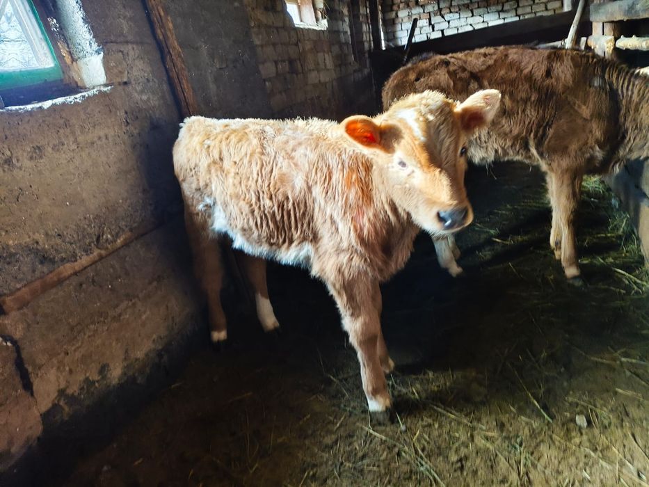 Продам коров с телятами