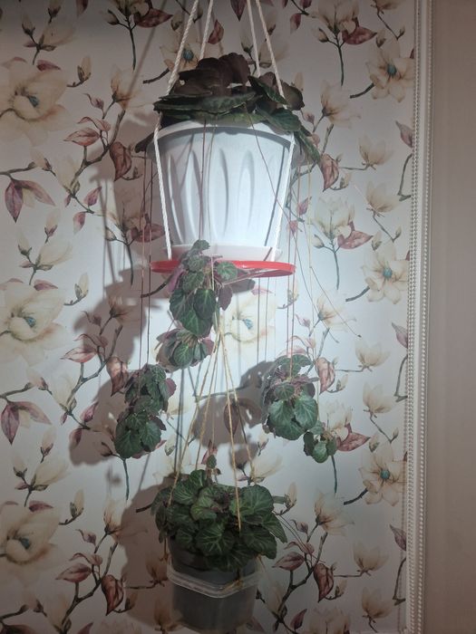 Продам растение комнатная камнеломка взрослая и детки.