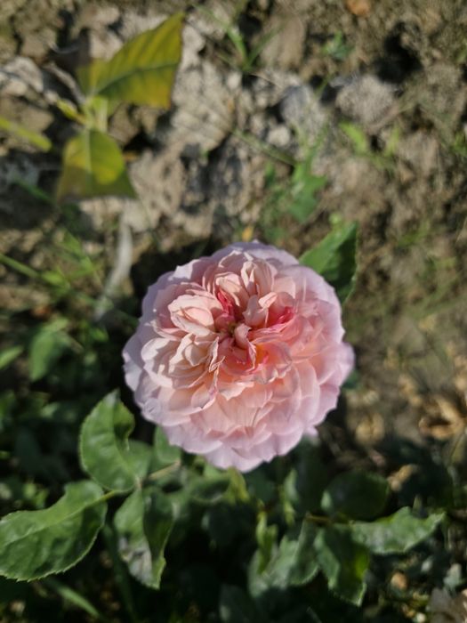 Чайногибрид атиргуллар сотилади