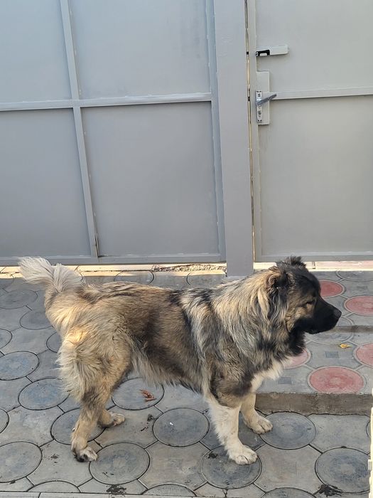 Кавказкая овчарка