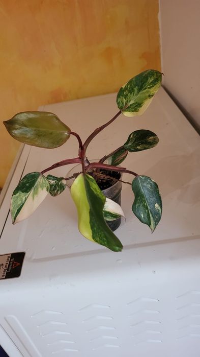 Филодендрон ред эмеральд