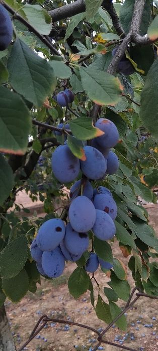 Prune Bio de gradina diverse soiuri