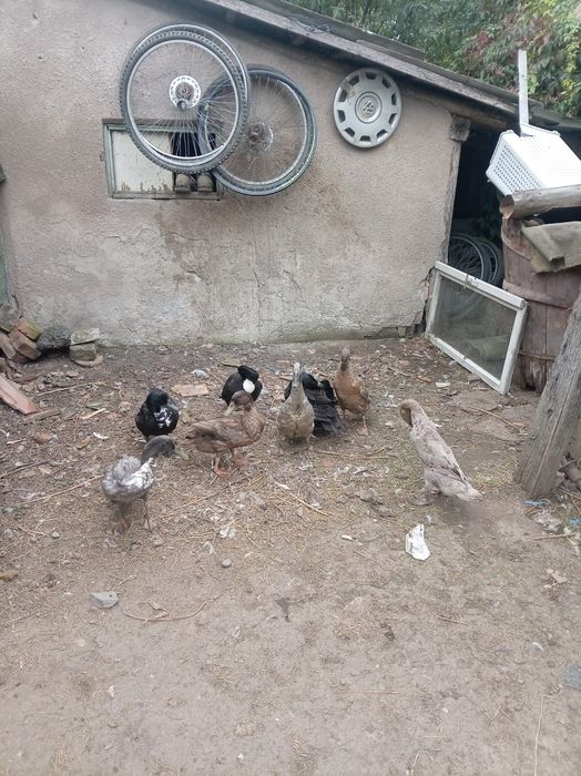 Rate Alergătoare