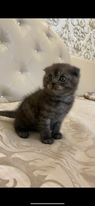 Шотландская кошка