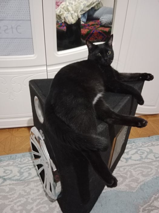 Продам буфер Mystery