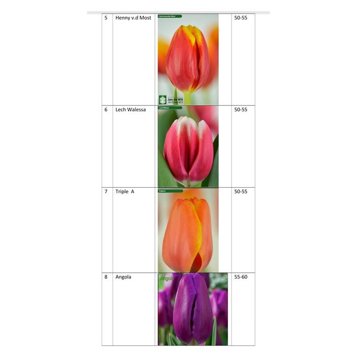 Тюльпаны опт/розница гарантия качества