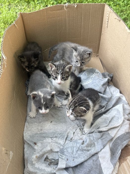 Котята отдам даром