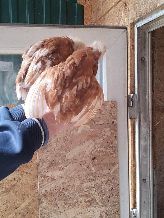 Продаются курочки Ломан браун