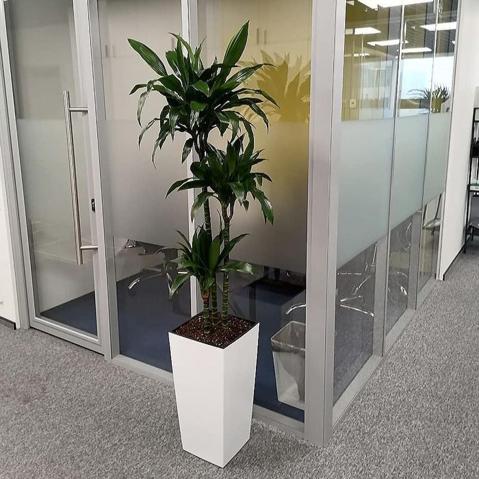 Офисные растения в горшках цветы ofis uchun gullar