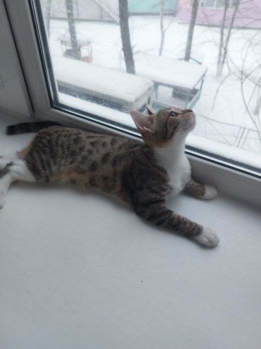 Кошка продам в хорошие руки