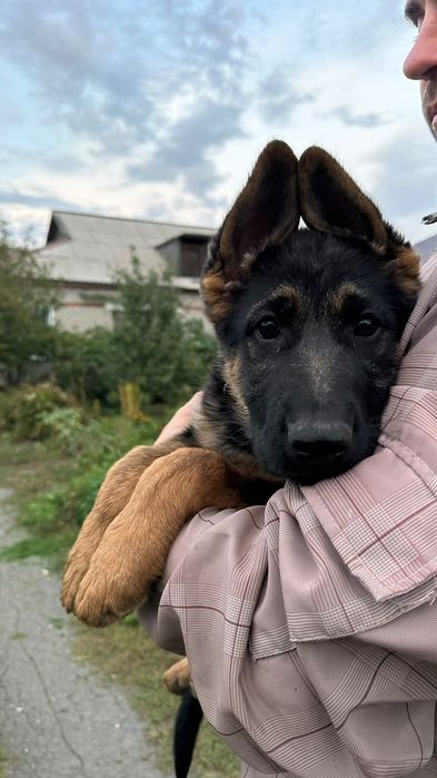 Немецкие овчарки