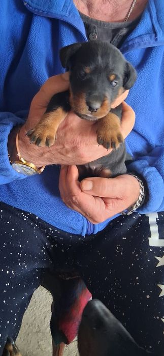 Jagd terrier căței