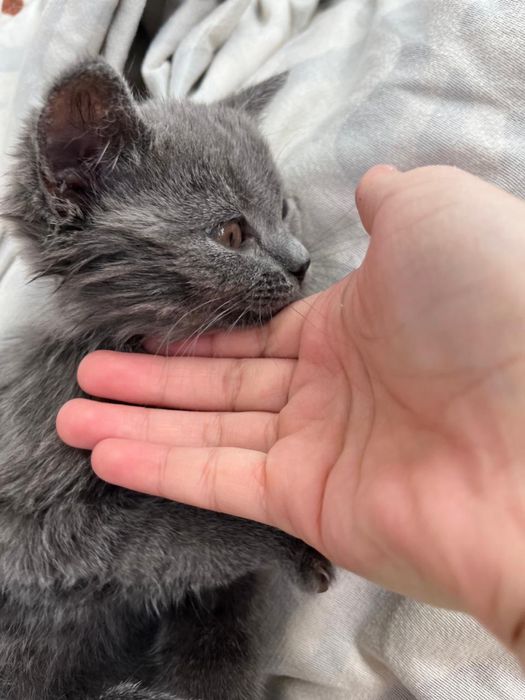 Котенок в добрые руки