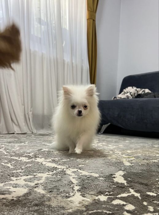 Mascul Pomeranian