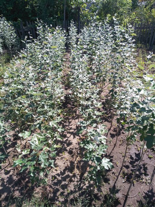 Тополь пирамидальный Саженцы