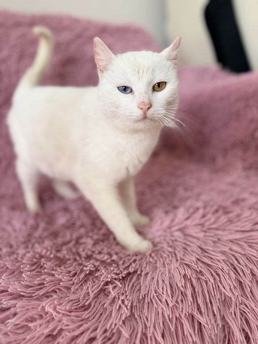 Кошка турецкий ван