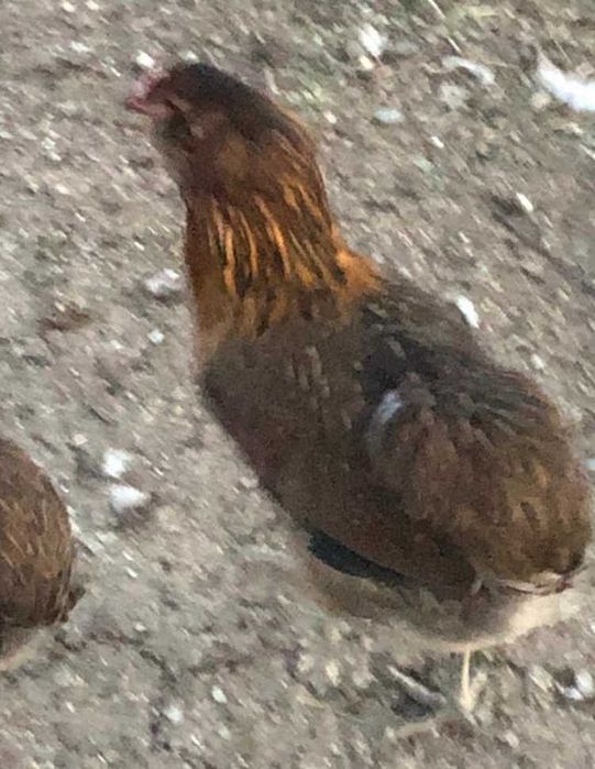 Ouă incubat La Bresse Plymonth Araucana Marans Wyandotte auriu