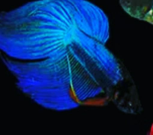 Петушки в Афалине. Навои Торайгырова