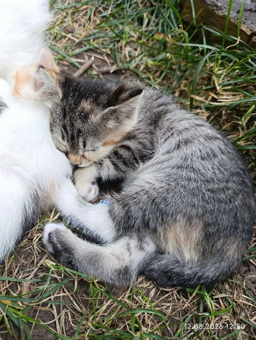 Котята ищут своих людей