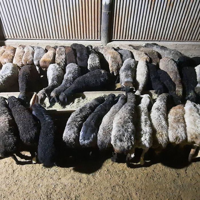 май семиз кой токты тусак кошкар