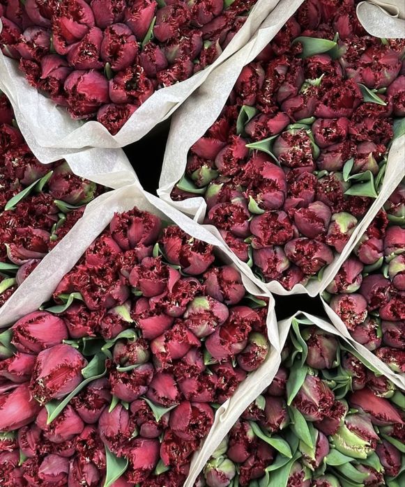 Оптовые поставки Тюльпанов Атырау