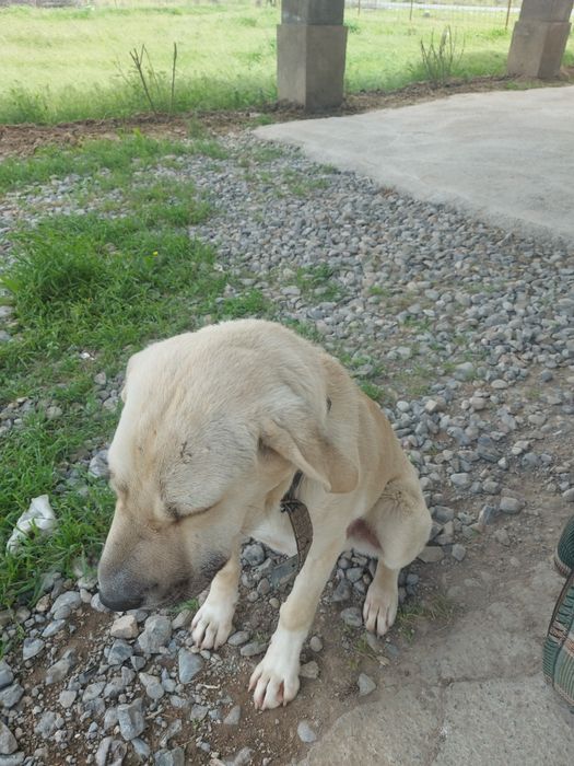 Умный.  Собака хороший