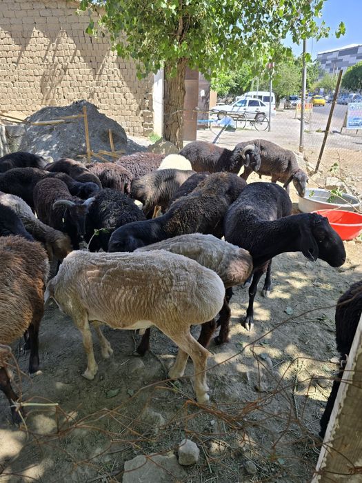 Qurbonlikka Qo’shrobot Qo’chqorlari