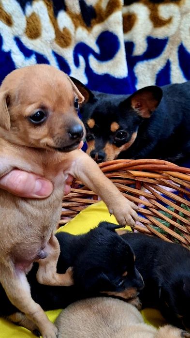 Мини Той-терьеры