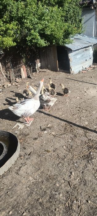 Vând 9 boboci românești au 2 săptămâni separat sau cu gâscă și gascanu  60 bucata  150 părinți