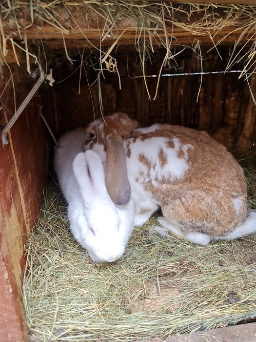 Vând iepuri.      .