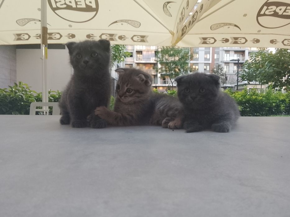 Скотиш фол. 1 месячные. В латок приучаны