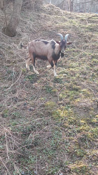 Capre de vinzare alpina franceza