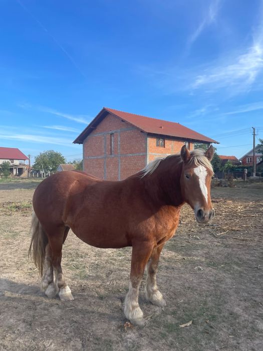 Vand mânză de doi ani