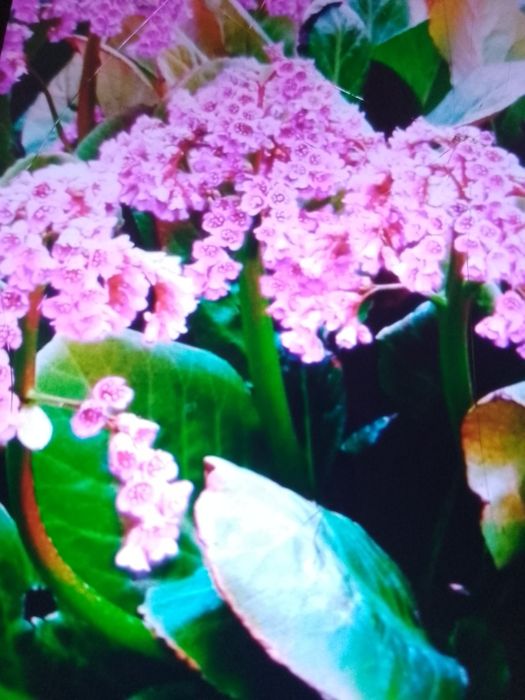 Бадан, и многолетнее растение