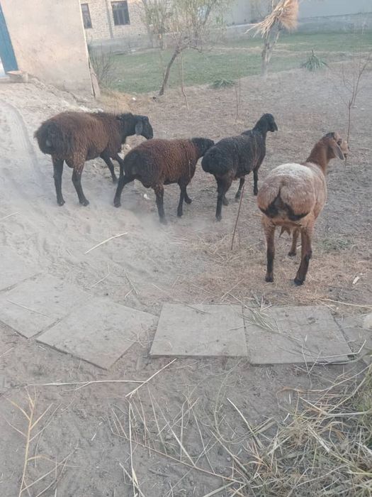 Qòylar sotiladi qqqq