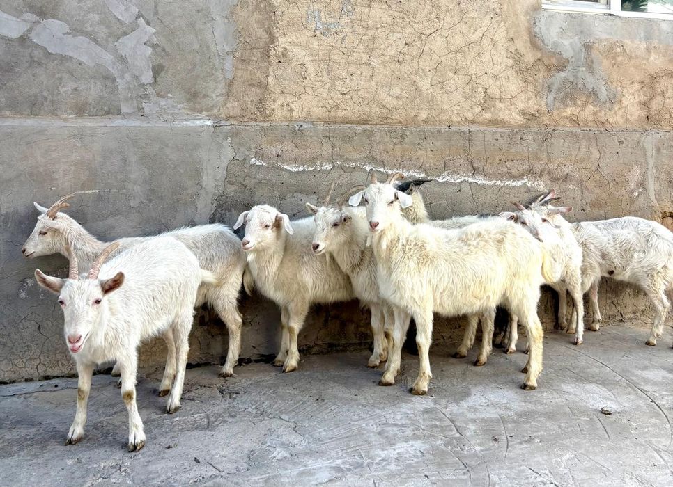 Союға семіз ешкілер ешкы ешкі коза козы