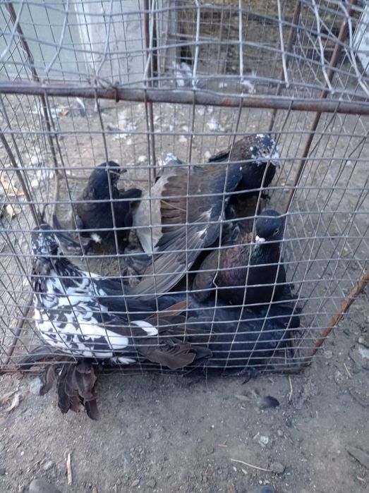 Голуби гульсары молодежь