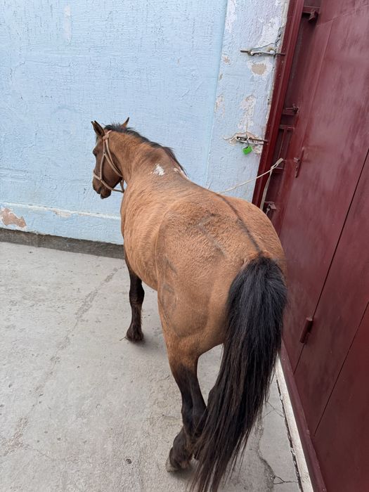 Айғыр мінгі сатылады