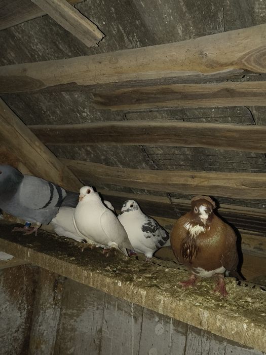 Porumbei de vânzare ornament , curte și voiajori