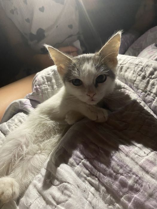 Отдам котенка!!!